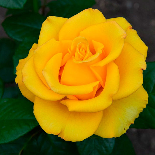 Ceramics Rose Seedlings Flower Seeds Perennial Growing Bonsai Corms Tubers Potted Planting Reblooming Fragrant Garden Roots Rhizomes Species Blooms Plant Bulbs Gardening Tree