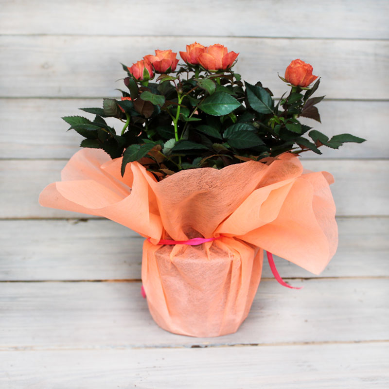 Composition Rose Seedlings Flower Seeds Perennial Growing Bonsai Corms Tubers Potted Planting Reblooming Fragrant Garden Roots Rhizomes Species Blooms Plant Bulbs Gardening Tree