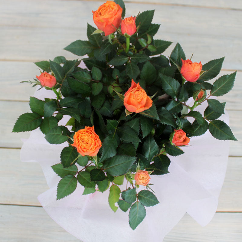 Composition Rose Seedlings Flower Seeds Perennial Growing Bonsai Corms Tubers Potted Planting Reblooming Fragrant Garden Roots Rhizomes Species Blooms Plant Bulbs Gardening Tree