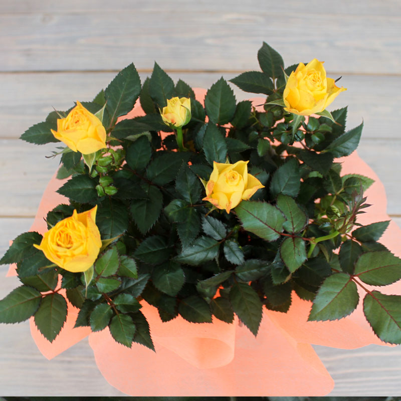 Composition Rose Seedlings Flower Seeds Perennial Growing Bonsai Corms Tubers Potted Planting Reblooming Fragrant Garden Roots Rhizomes Species Blooms Plant Bulbs Gardening Tree