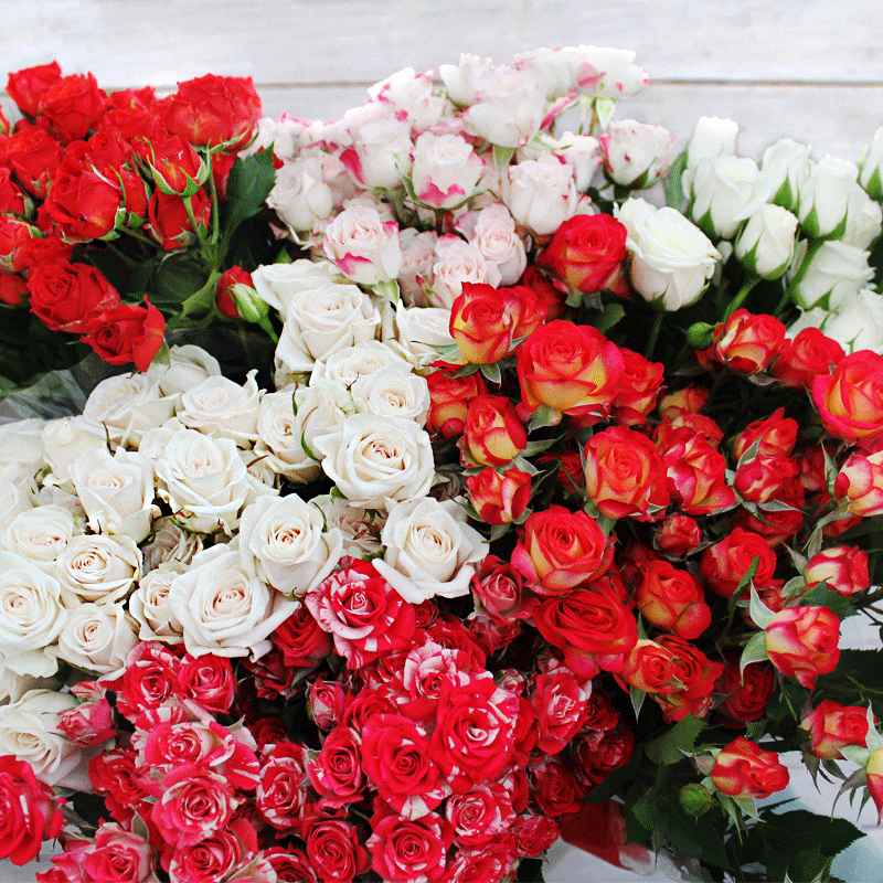 Bouquet Rose Seedlings Flower Seeds Perennial Growing Bonsai Corms Tubers Potted Planting Reblooming Fragrant Garden Roots Rhizomes Species Blooms Plant Bulbs Gardening Tree