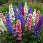 Larkspur Dwarf Mix Seed
