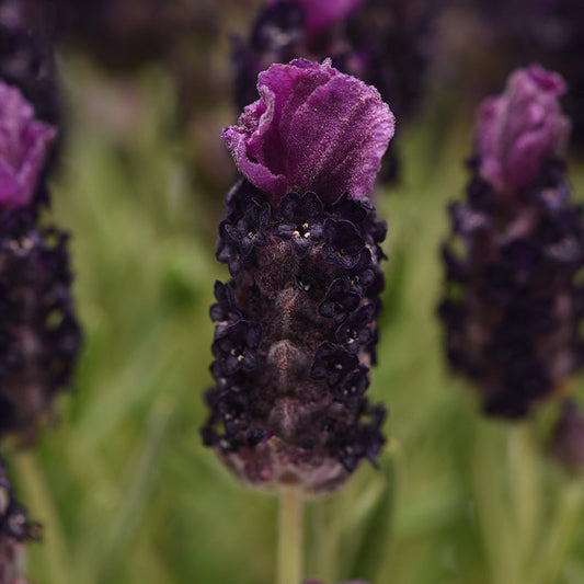 Lavender Bandera Deep Purple Seed