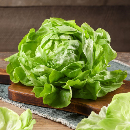 Lettuce Butterhead Seed