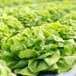 Lettuce Butterhead Seed
