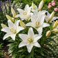 Lilium - Asiatic Lily Bright Diamond