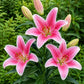 Lilium - Oriental Lily Sorbonne