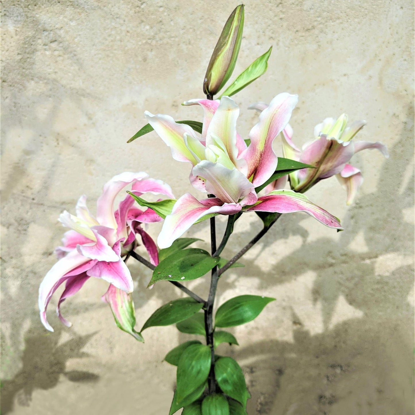 Lilium - Oriental Lily Distant Drum (Double)