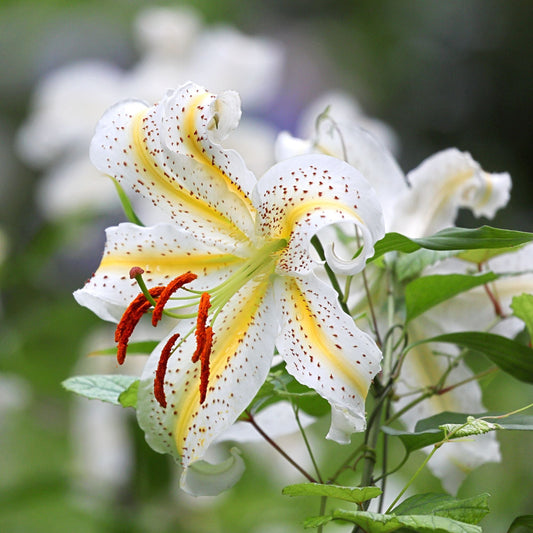 Lilium - Oriental Lily Gold Band