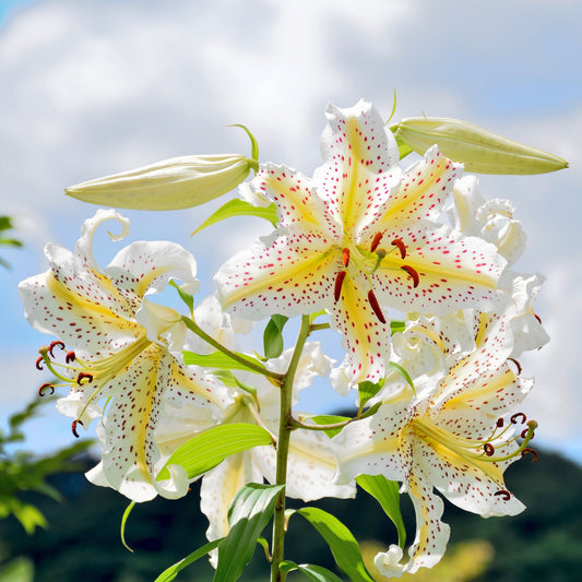Lilium - Oriental Lily Gold Band