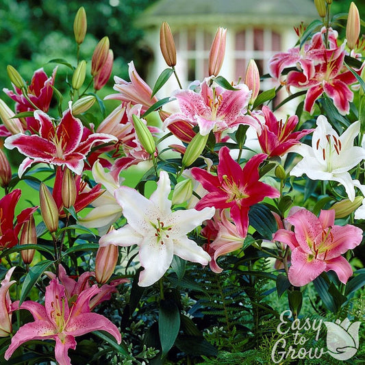Lilium - Oriental Lily Fragrant Mix