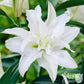 Lilium - Oriental Lily Polar Star (Double)