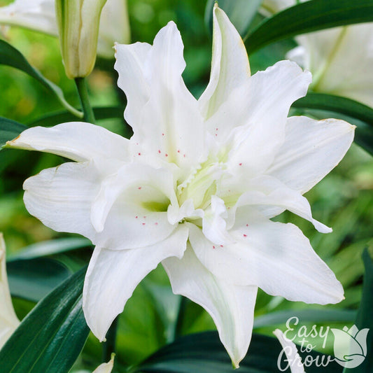 Lilium - Oriental Lily Polar Star (Double)