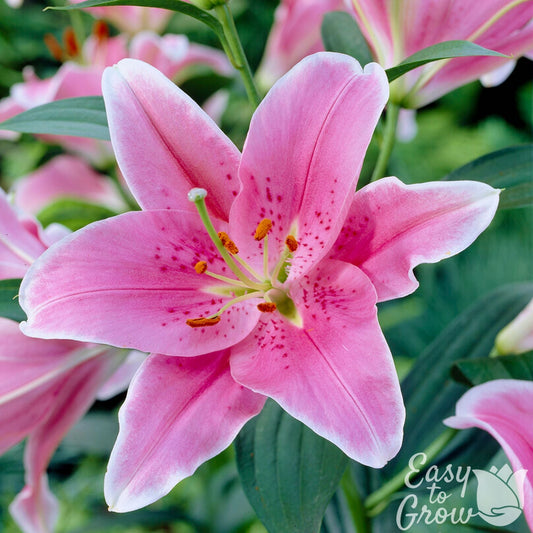Lilium - Oriental Lily Sorbonne