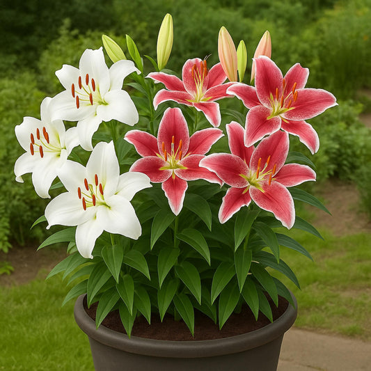Lilium - Oriental Lily Pink & White Profusion Collection