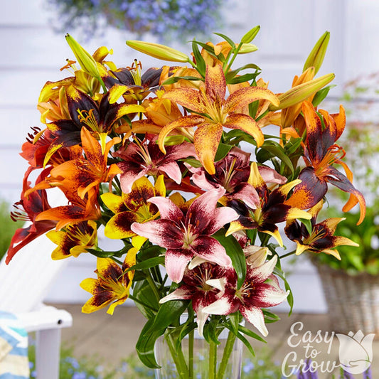 Lilium - Ready to Tango Collection