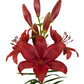 Lilium - LA Hybrid Lily Corleone