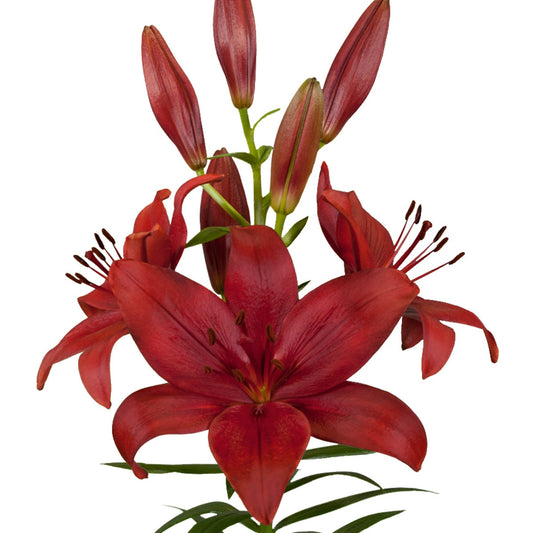 Lilium - LA Hybrid Lily Corleone