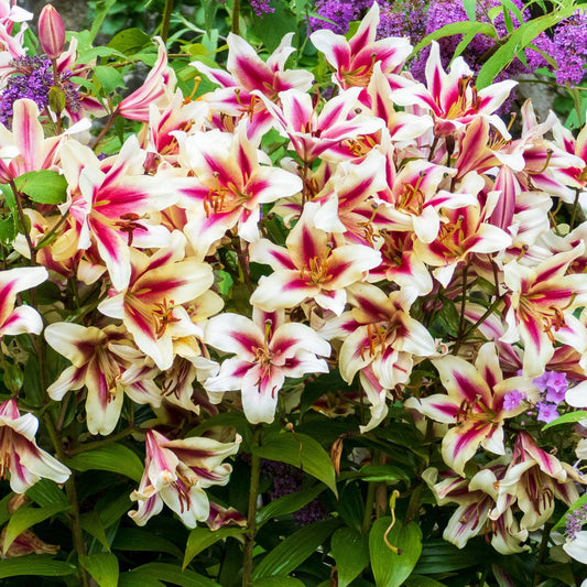 Lilium - Orienpet Lily Candy Club
