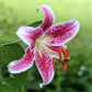 Lilium - Oriental Lily Stargazer