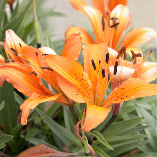 Lilium - Orienpet Lily Zelmira