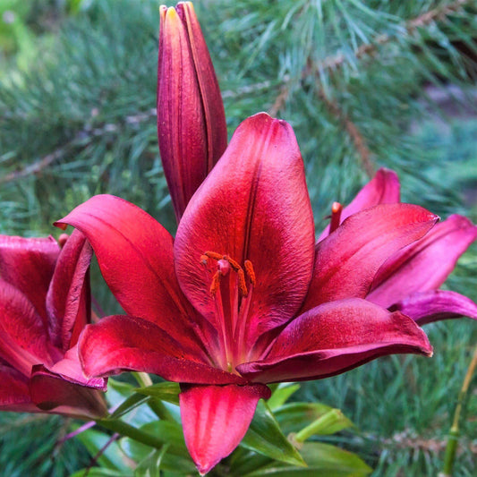 Lilium - Orienpet Lily Red Desire