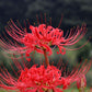 Red Spider Lilies Bulbs Lycoris Radiata Hurricane Lily Cluster Amayllis Growing Bonsai Roots Rhizomes Corms Tubers Potted Planting Reblooming Fragrant Garden Species Blooms Flower Seeds Plant Gardening