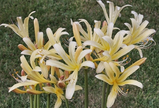 Sky Over Sky Lycoris Spider Lilies Bulbs Radiata Hurricane Lily Cluster Amayllis Growing Bonsai Roots Rhizomes Corms Tubers Potted Planting Reblooming Fragrant Garden Species Blooms Flower Seeds Plant Gardening