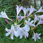 Blue Pearl Lycoris Spider Lilies Bulbs Radiata Hurricane Lily Cluster Amayllis Growing Bonsai Roots Rhizomes Corms Tubers Potted Planting Reblooming Fragrant Garden Species Blooms Flower Seeds Plant Gardening
