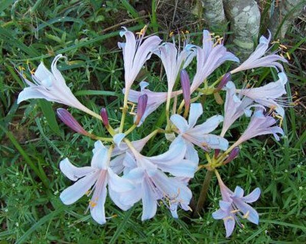 Blue Pearl Lycoris Spider Lilies Bulbs Radiata Hurricane Lily Cluster Amayllis Growing Bonsai Roots Rhizomes Corms Tubers Potted Planting Reblooming Fragrant Garden Species Blooms Flower Seeds Plant Gardening