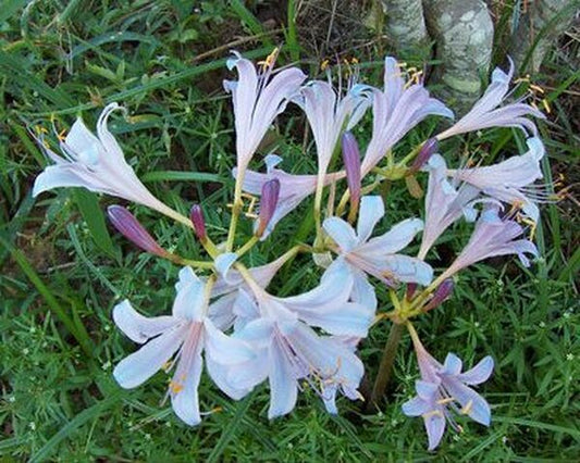 Blue Pearl Lycoris Spider Lilies Bulbs Radiata Hurricane Lily Cluster Amayllis Growing Bonsai Roots Rhizomes Corms Tubers Potted Planting Reblooming Fragrant Garden Species Blooms Flower Seeds Plant Gardening