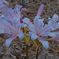 Blue Pearl Lycoris Spider Lilies Bulbs Radiata Hurricane Lily Cluster Amayllis Growing Bonsai Roots Rhizomes Corms Tubers Potted Planting Reblooming Fragrant Garden Species Blooms Flower Seeds Plant Gardening