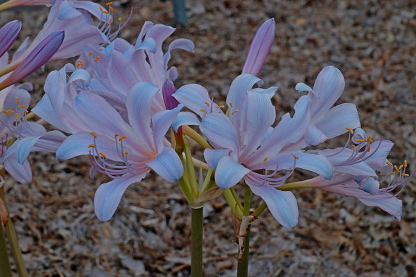 Blue Pearl Lycoris Spider Lilies Bulbs Radiata Hurricane Lily Cluster Amayllis Growing Bonsai Roots Rhizomes Corms Tubers Potted Planting Reblooming Fragrant Garden Species Blooms Flower Seeds Plant Gardening