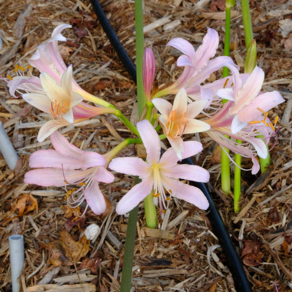 Summer Sunrise Lycoris Spider Lilies Bulbs Radiata Hurricane Lily Cluster Amayllis Growing Bonsai Roots Rhizomes Corms Tubers Potted Planting Reblooming Fragrant Garden Species Blooms Flower Seeds Plant Gardening