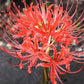 Adam's August Lycoris Spider Lilies Bulbs Radiata Hurricane Lily Cluster Amayllis Growing Bonsai Roots Rhizomes Corms Tubers Potted Planting Reblooming Fragrant Garden Species Blooms Flower Seeds Plant Gardening