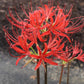 Adam's August Lycoris Spider Lilies Bulbs Radiata Hurricane Lily Cluster Amayllis Growing Bonsai Roots Rhizomes Corms Tubers Potted Planting Reblooming Fragrant Garden Species Blooms Flower Seeds Plant Gardening