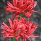 Benikujyaku Lycoris Spider Lilies Bulbs Radiata Hurricane Lily Cluster Amayllis Growing Bonsai Roots Rhizomes Corms Tubers Potted Planting Reblooming Fragrant Garden Species Blooms Flower Seeds Plant Gardening