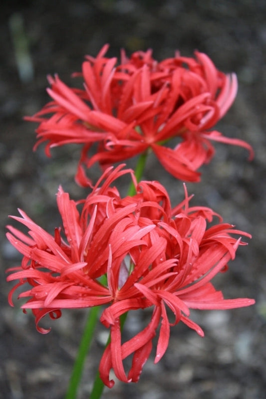 Benikujyaku Lycoris Spider Lilies Bulbs Radiata Hurricane Lily Cluster Amayllis Growing Bonsai Roots Rhizomes Corms Tubers Potted Planting Reblooming Fragrant Garden Species Blooms Flower Seeds Plant Gardening