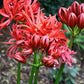 Benikujyaku Lycoris Spider Lilies Bulbs Radiata Hurricane Lily Cluster Amayllis Growing Bonsai Roots Rhizomes Corms Tubers Potted Planting Reblooming Fragrant Garden Species Blooms Flower Seeds Plant Gardening