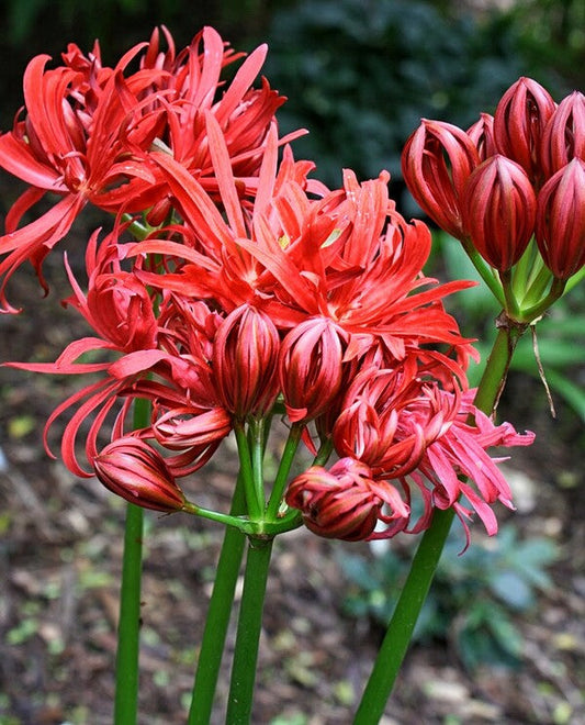 Benikujyaku Lycoris Spider Lilies Bulbs Radiata Hurricane Lily Cluster Amayllis Growing Bonsai Roots Rhizomes Corms Tubers Potted Planting Reblooming Fragrant Garden Species Blooms Flower Seeds Plant Gardening