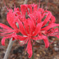 Red Flash Lycoris Spider Lilies Bulbs Radiata Hurricane Lily Cluster Amayllis Growing Bonsai Roots Rhizomes Corms Tubers Potted Planting Reblooming Fragrant Garden Species Blooms Flower Seeds Plant Gardening