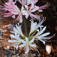 Appleblossom Lycoris Spider Lilies Bulbs Radiata Hurricane Lily Cluster Amayllis Growing Bonsai Roots Rhizomes Corms Tubers Potted Planting Reblooming Fragrant Garden Species Blooms Flower Seeds Plant Gardening