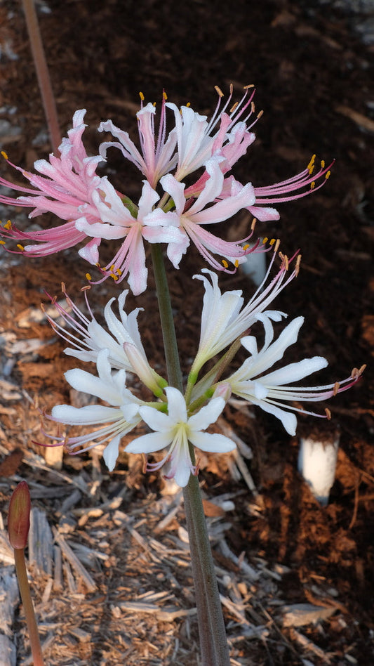 Appleblossom Lycoris Spider Lilies Bulbs Radiata Hurricane Lily Cluster Amayllis Growing Bonsai Roots Rhizomes Corms Tubers Potted Planting Reblooming Fragrant Garden Species Blooms Flower Seeds Plant Gardening