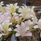 September Cream Beauty Lycoris Spider Lilies Bulbs Radiata Hurricane Lily Cluster Amayllis Growing Bonsai Roots Rhizomes Corms Tubers Potted Planting Reblooming Fragrant Garden Species Blooms Flower Seeds Plant Gardening