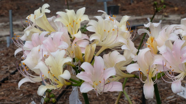 September Cream Beauty Lycoris Spider Lilies Bulbs Radiata Hurricane Lily Cluster Amayllis Growing Bonsai Roots Rhizomes Corms Tubers Potted Planting Reblooming Fragrant Garden Species Blooms Flower Seeds Plant Gardening
