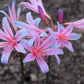 Rhythm and Blues Lycoris Spider Lilies Bulbs Radiata Hurricane Lily Cluster Amayllis Growing Bonsai Roots Rhizomes Corms Tubers Potted Planting Reblooming Fragrant Garden Species Blooms Flower Seeds Plant Gardening