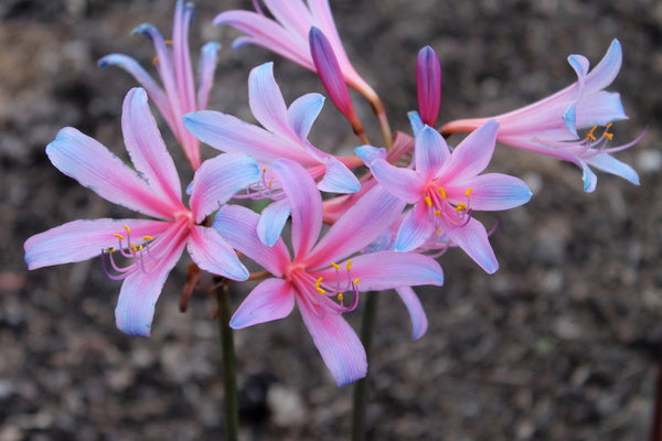 Rhythm and Blues Lycoris Spider Lilies Bulbs Radiata Hurricane Lily Cluster Amayllis Growing Bonsai Roots Rhizomes Corms Tubers Potted Planting Reblooming Fragrant Garden Species Blooms Flower Seeds Plant Gardening