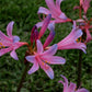 Rhythm and Blues Lycoris Spider Lilies Bulbs Radiata Hurricane Lily Cluster Amayllis Growing Bonsai Roots Rhizomes Corms Tubers Potted Planting Reblooming Fragrant Garden Species Blooms Flower Seeds Plant Gardening