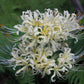 Yellow Streamers Lycoris Spider Lilies Bulbs Radiata Hurricane Lily Cluster Amayllis Growing Bonsai Roots Rhizomes Corms Tubers Potted Planting Reblooming Fragrant Garden Species Blooms Flower Seeds Plant Gardening