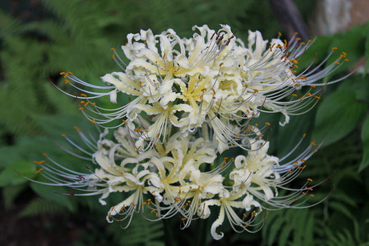 Yellow Streamers Lycoris Spider Lilies Bulbs Radiata Hurricane Lily Cluster Amayllis Growing Bonsai Roots Rhizomes Corms Tubers Potted Planting Reblooming Fragrant Garden Species Blooms Flower Seeds Plant Gardening